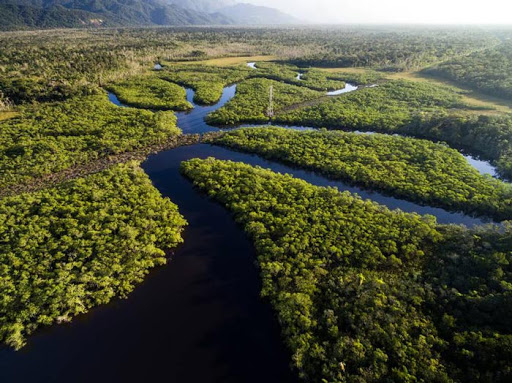 آمازون بزرگ ترین جنگل بارانی جهان